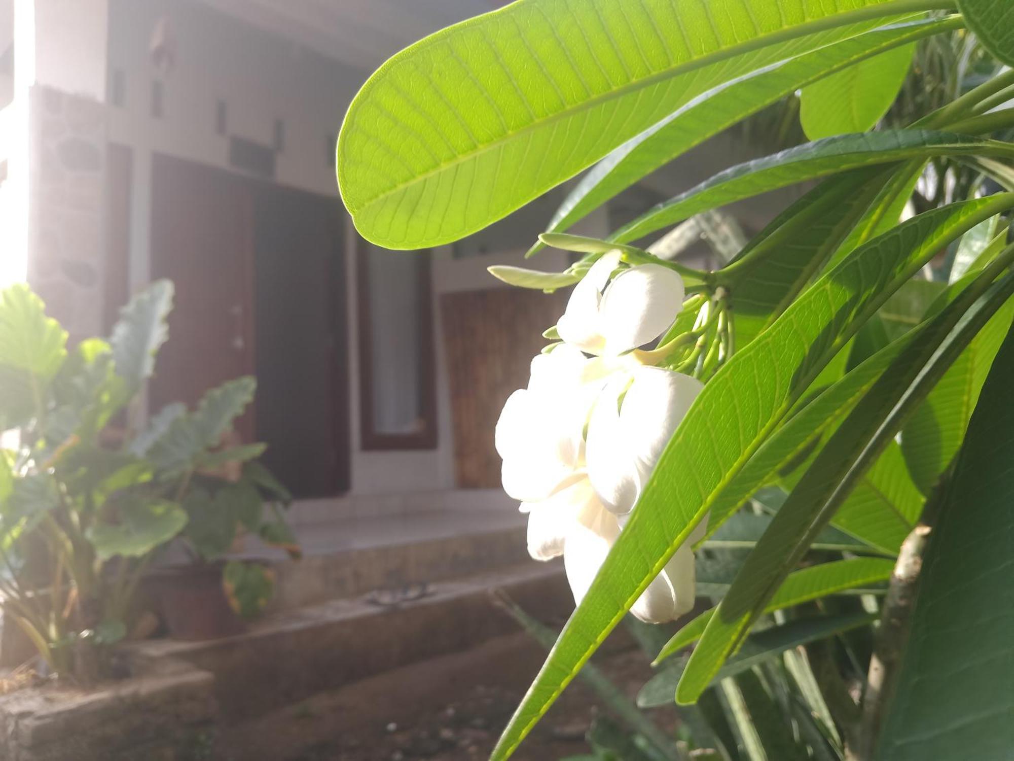 Maeza Homestay Kuta (Lombok)